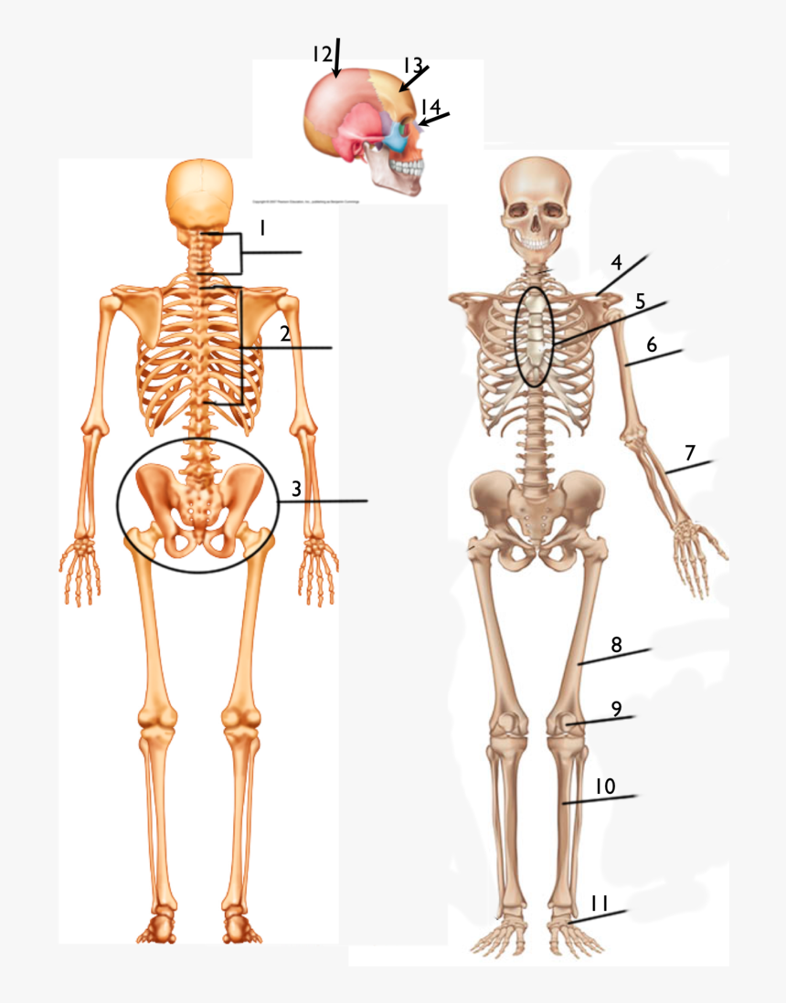 Skeleton Front View, HD Png Download