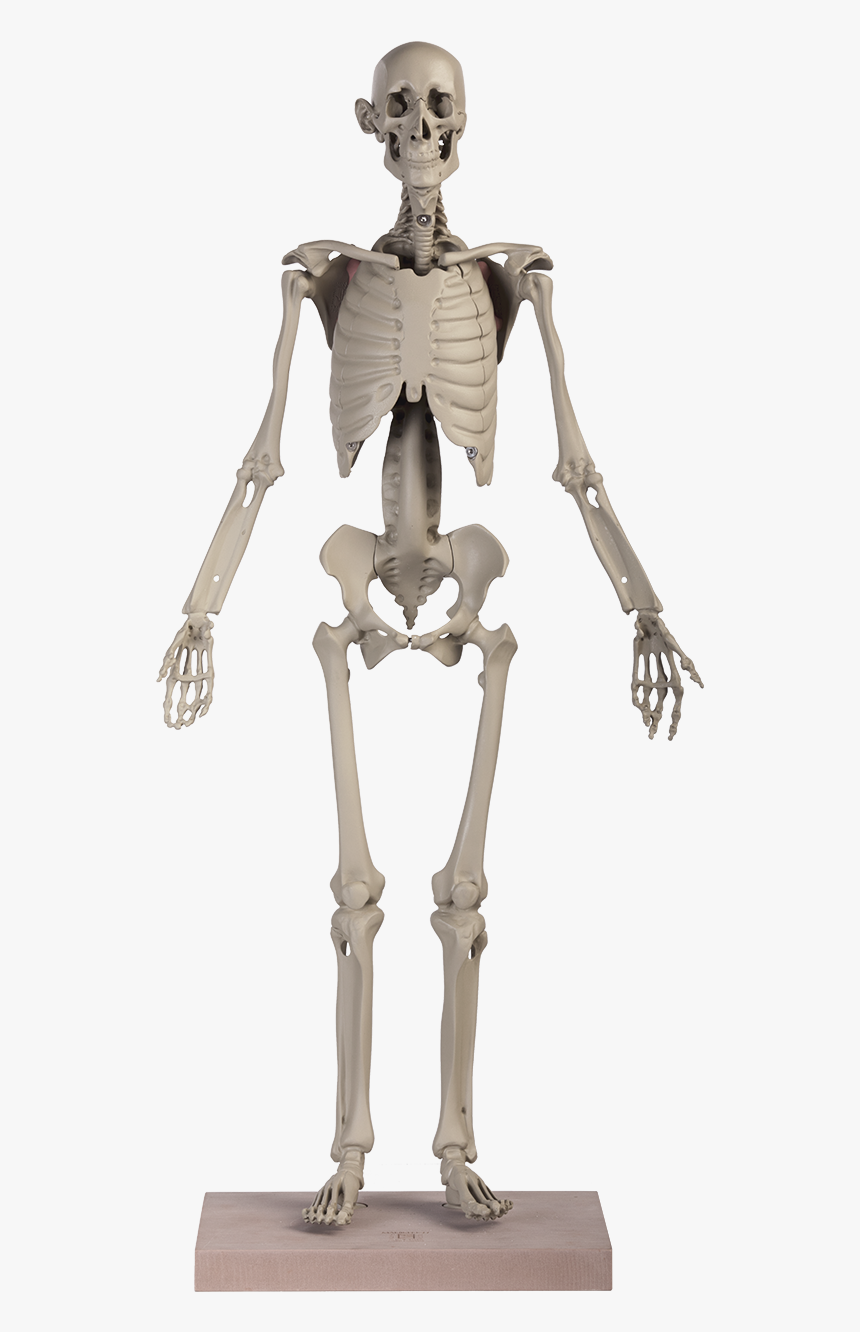Human Body, HD Png Download