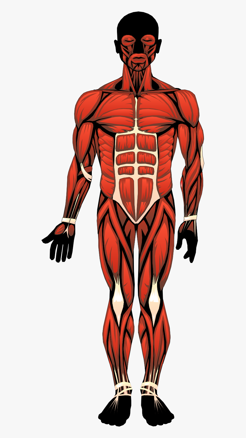 Bonito Human Anatomy Ideas - Location Of The Major Muscles, HD Png Download