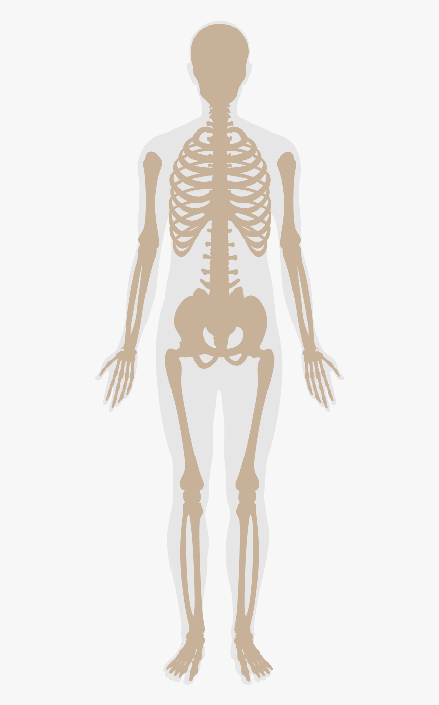 Skeleton, HD Png Download