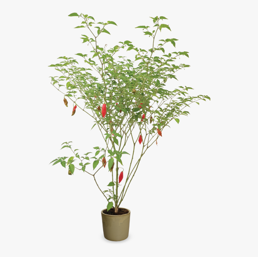 Transparent Habanero Png - Houseplant, Png Download