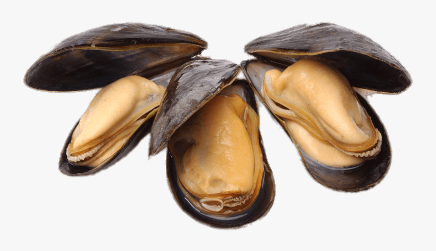 Clams Png Open No Background - Mussels Png, Transparent Png