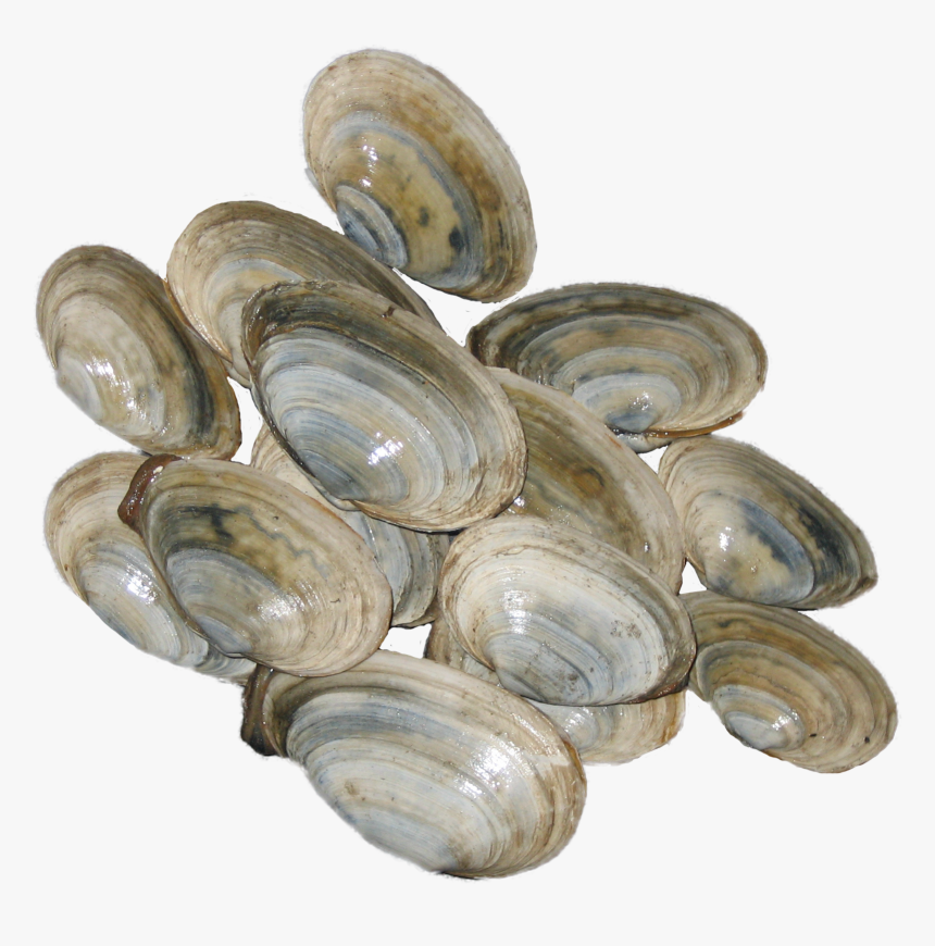 Cockle, HD Png Download