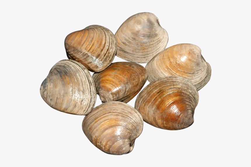 Clams Cherrystone 5 Lb 
 Class - Baltic Clam, HD Png Download