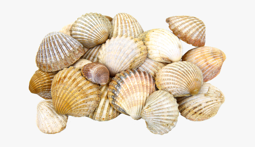 Ракушки Freetoedit - Transparent Png Sea Shells, Png Download