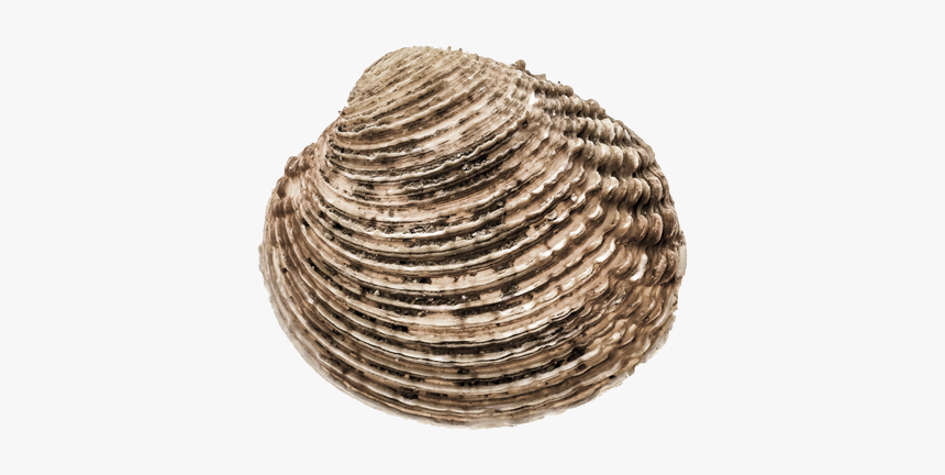 Shellfish - Cockle, HD Png Download