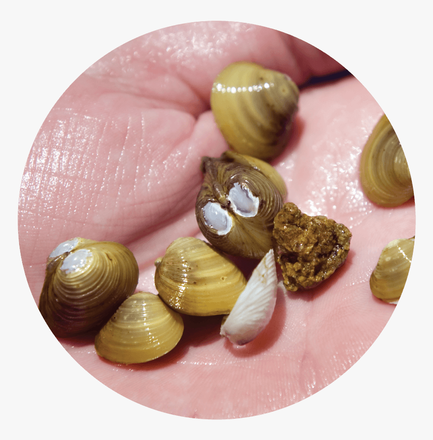 Asian Clams Are An Aquatic Invasive Species , Which - Asian Clam In Water, HD Png Download
