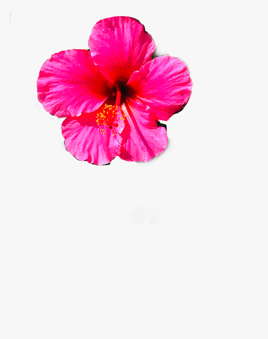 Flower - Hawaiian Hibiscus, HD Png Download