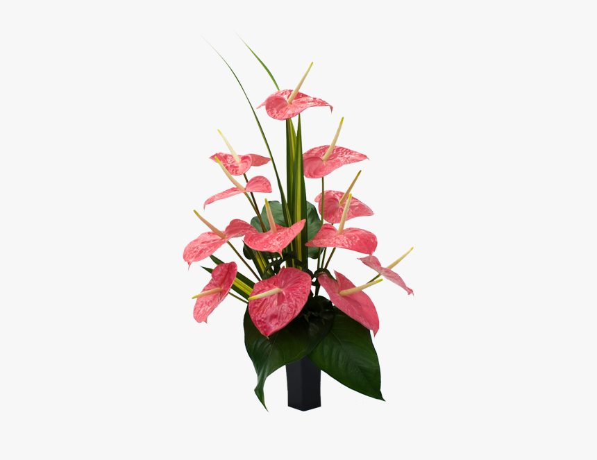 Anthurium Andraeanum Flowers Transparent, HD Png Download