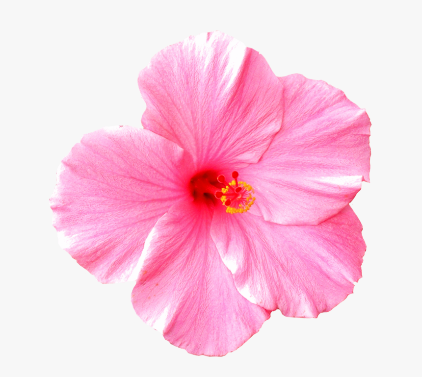 8 31 18 Daily Announcements - Flower White Background With Pink, HD Png Download