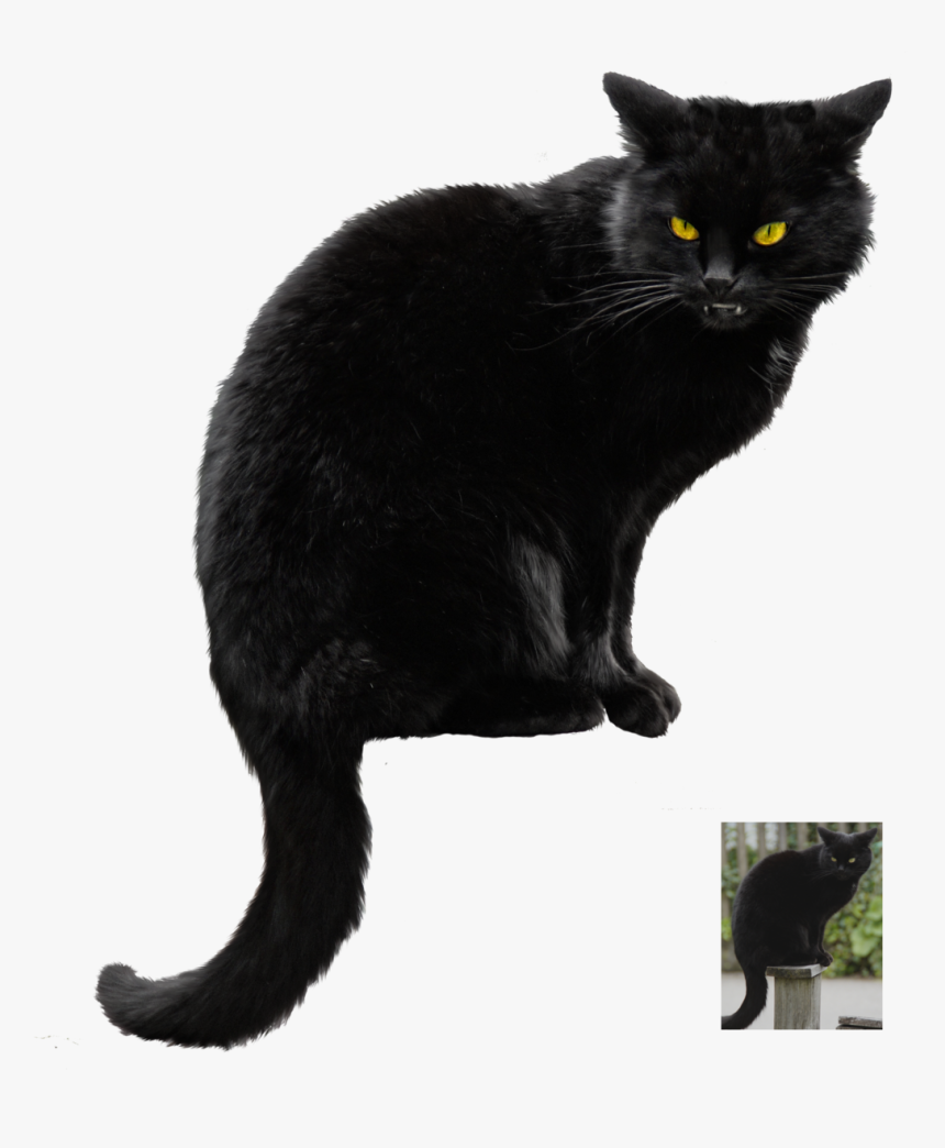 Halloween Black Cat Vector Free Png Photo - Black Cat Transparent Background, Png Download