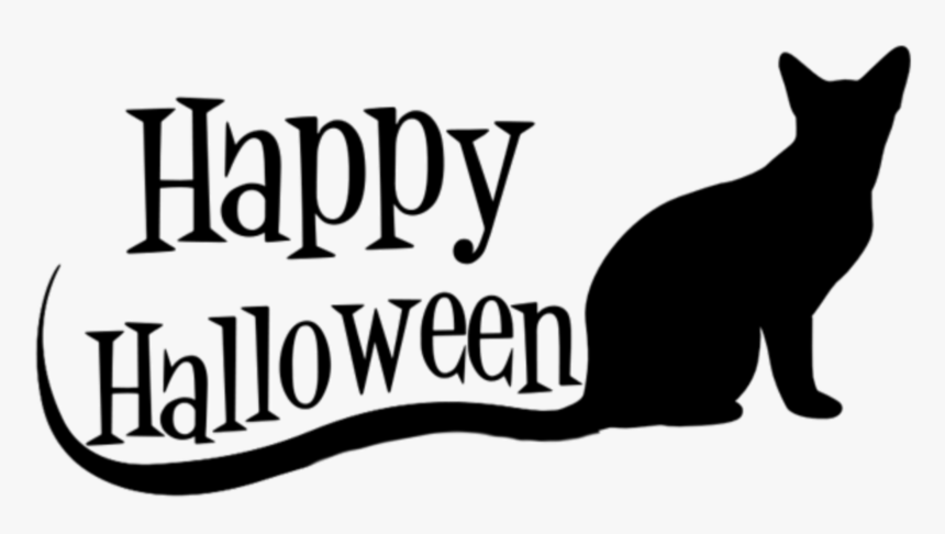 #mq #black #cat #cats #halloween - Black Cat, HD Png Download