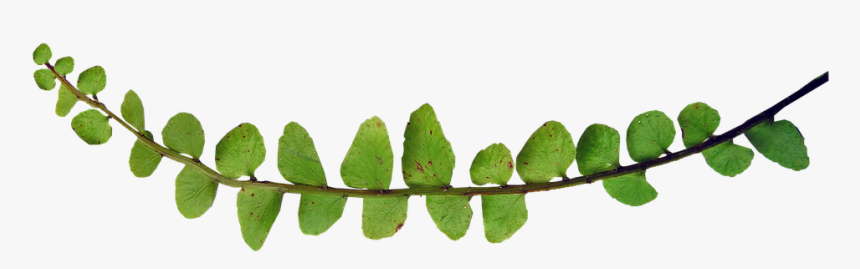 Fern, Small Leaf, Plant - Plants, HD Png Download