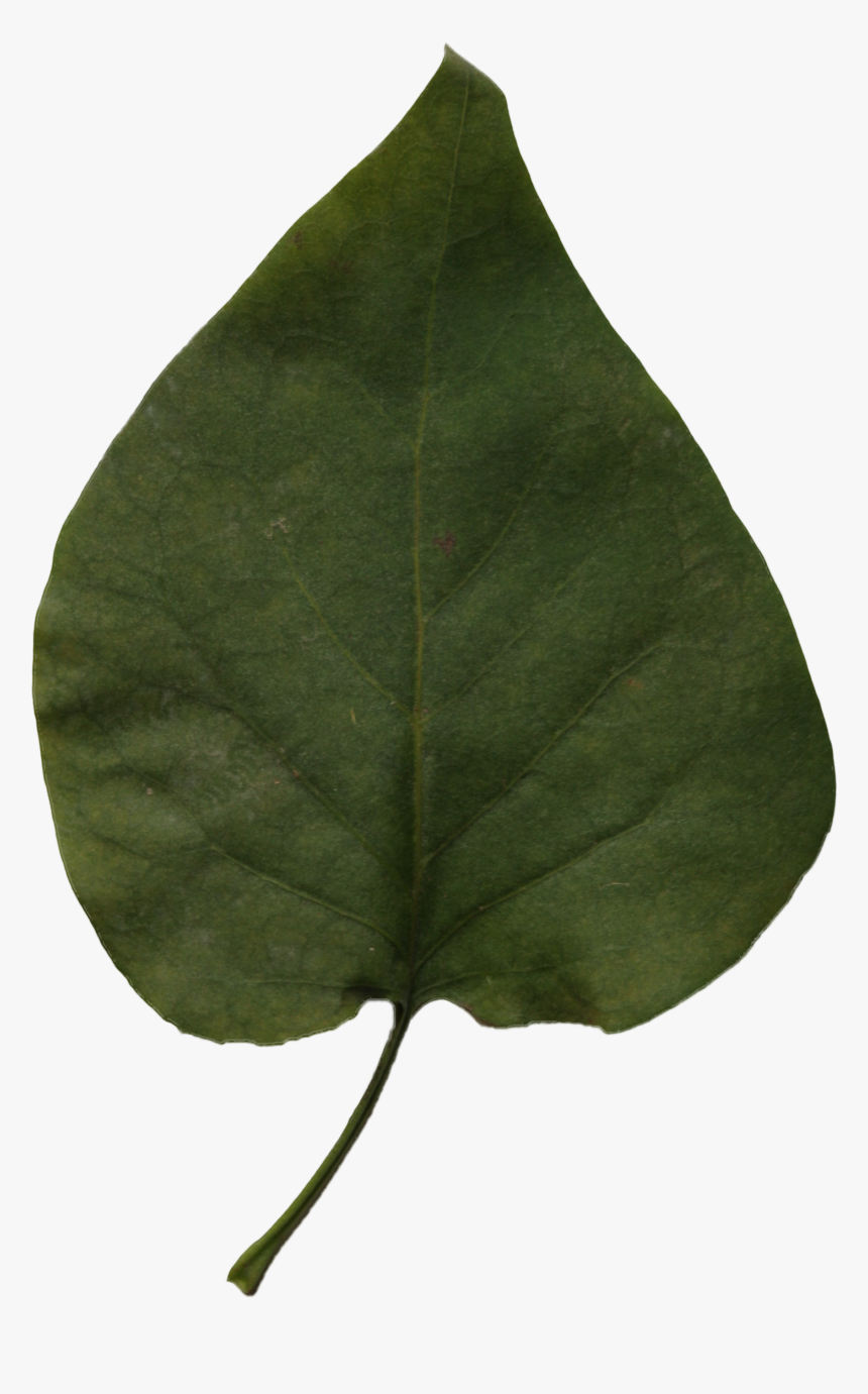 Red Bud, HD Png Download