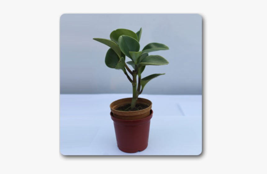 Flowerpot, HD Png Download