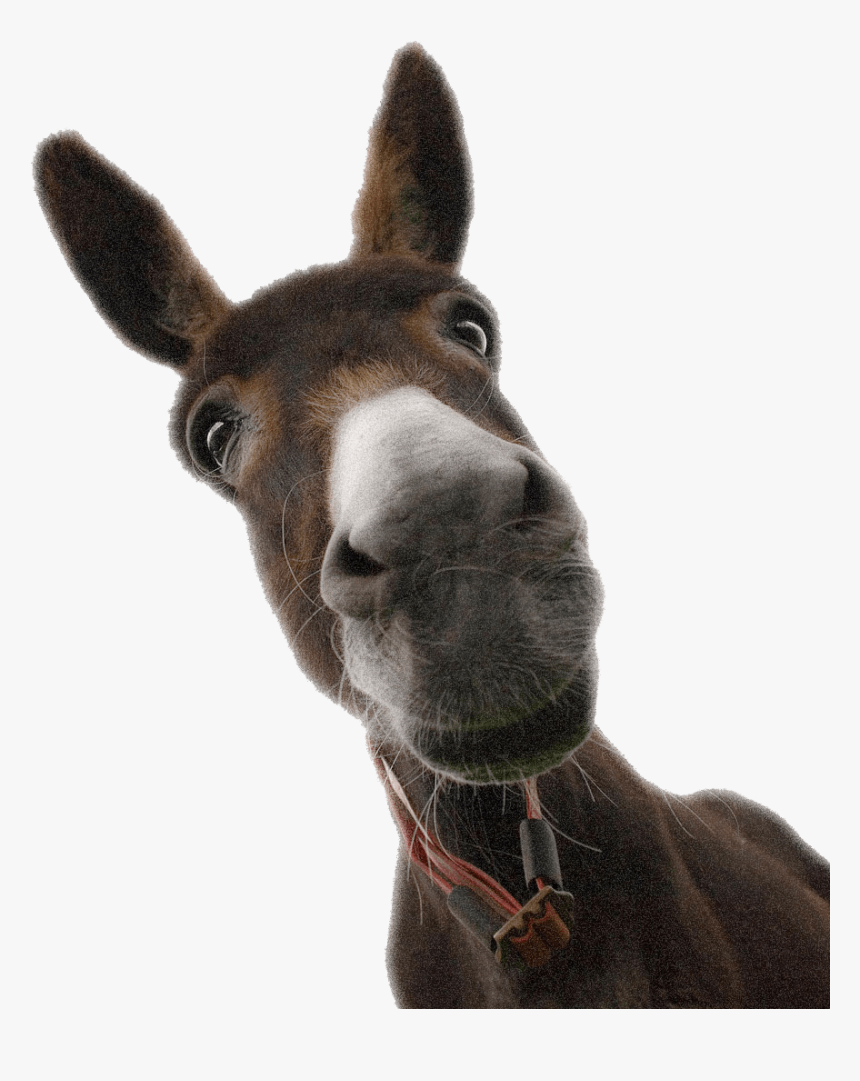 El Burro Marketing Digital - Γαιδουρι Εικονασ Αστεια, HD Png Download