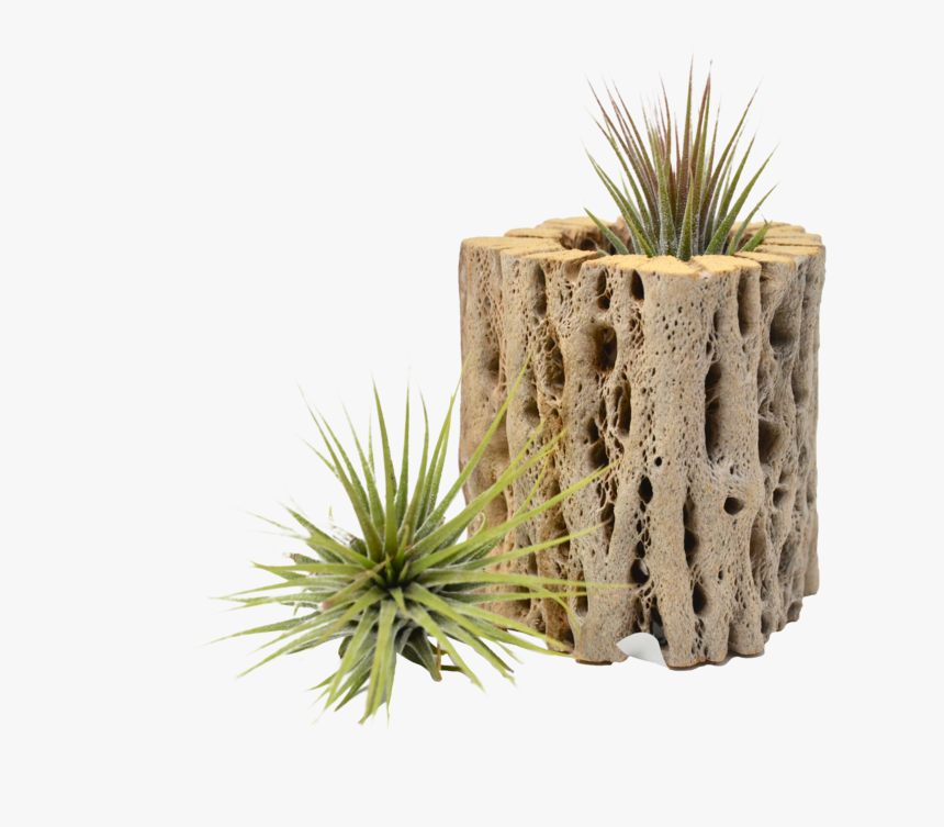 Small Cholla Wood Air Plant Holder - Grass, HD Png Download