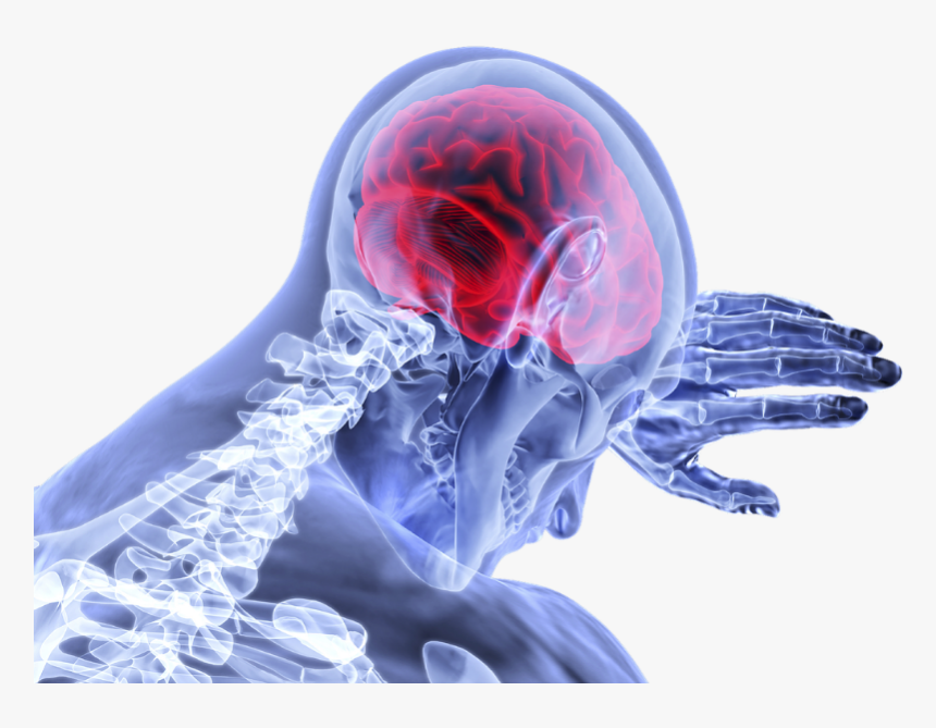 Neurology Png, Transparent Png