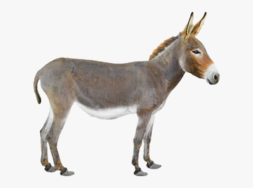 #burro #donkey #dumb #scdonkey #🐴 - Pizza Delivery On Donkey, HD Png Download
