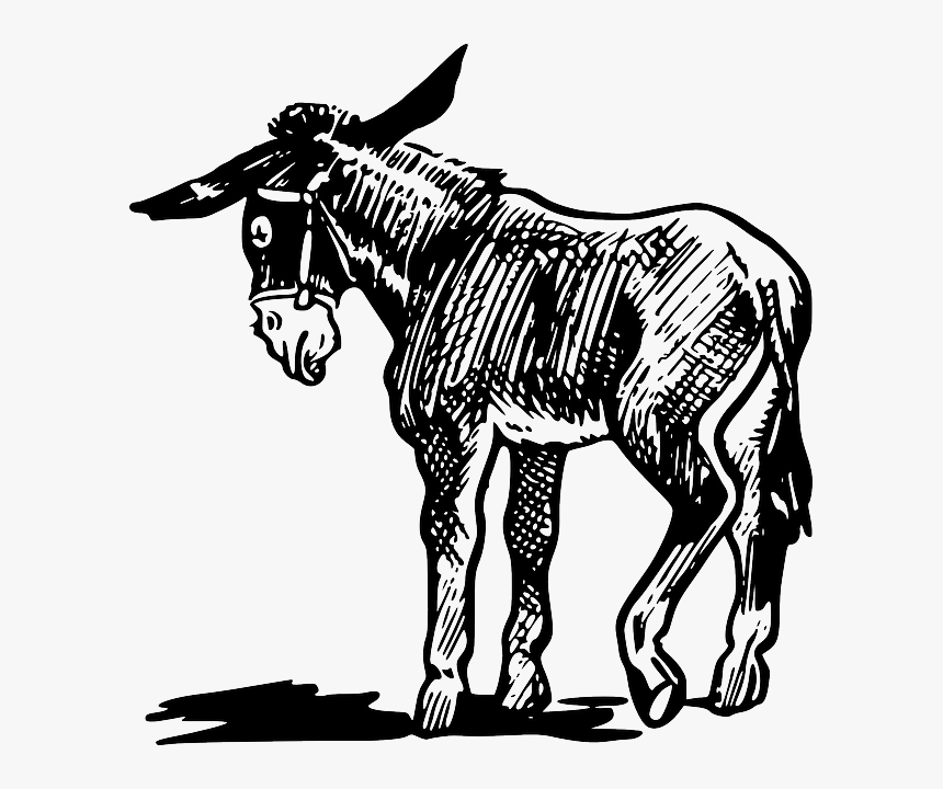 Donkey Drawing Images At - Donkey Clipart Black And White, HD Png Download
