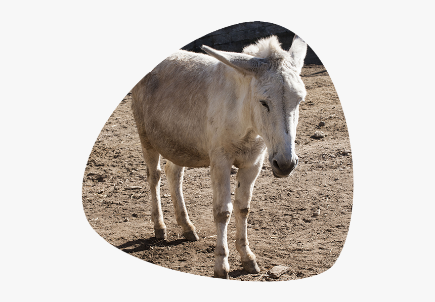 Working Animal, HD Png Download