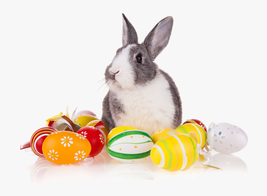 Domestic Rabbit, HD Png Download