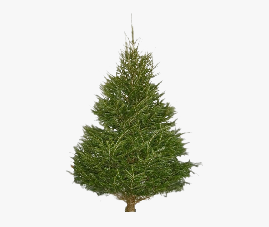Christmas Pine Tree Png Transparent Image - Prelit Slim Christmas Trees 7.5, Png Download