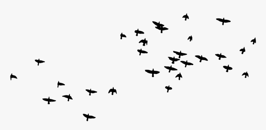 Transparent Flying Monkey Png - Png Kuş Siyah, Png Download