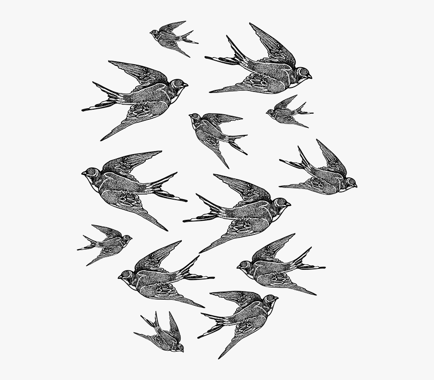 Transparent Bluebird Clipart - Flock, HD Png Download