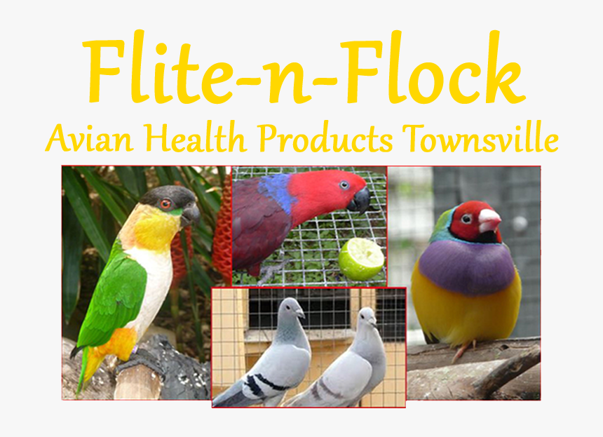 Forever Alone Like A Boss, HD Png Download