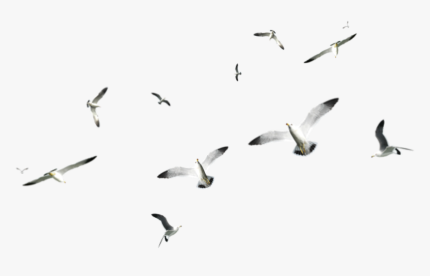 Transparent Seagul Png - Birds On Sea Png, Png Download