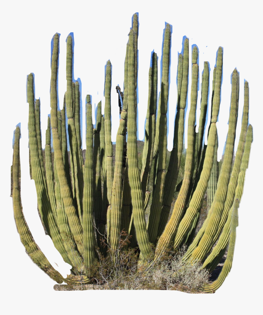 #desert #plant #cactus #freetoedit - Cepillo Sabio Desierto De Sonora, HD Png Download