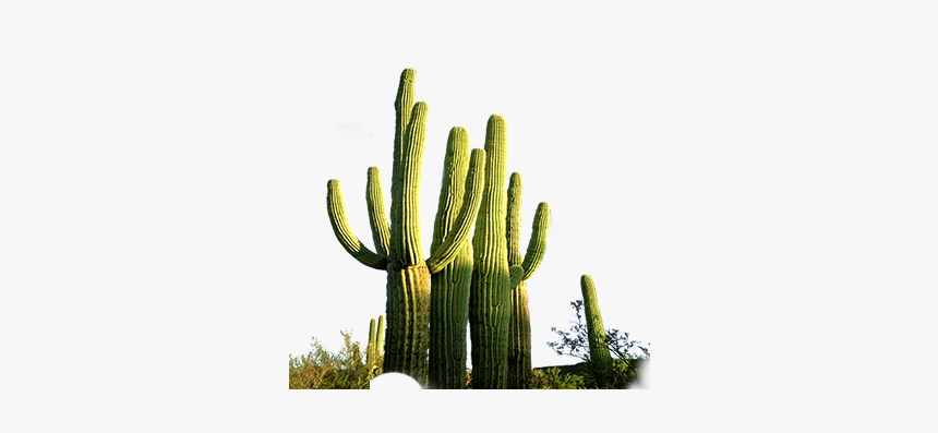 Cactus, HD Png Download