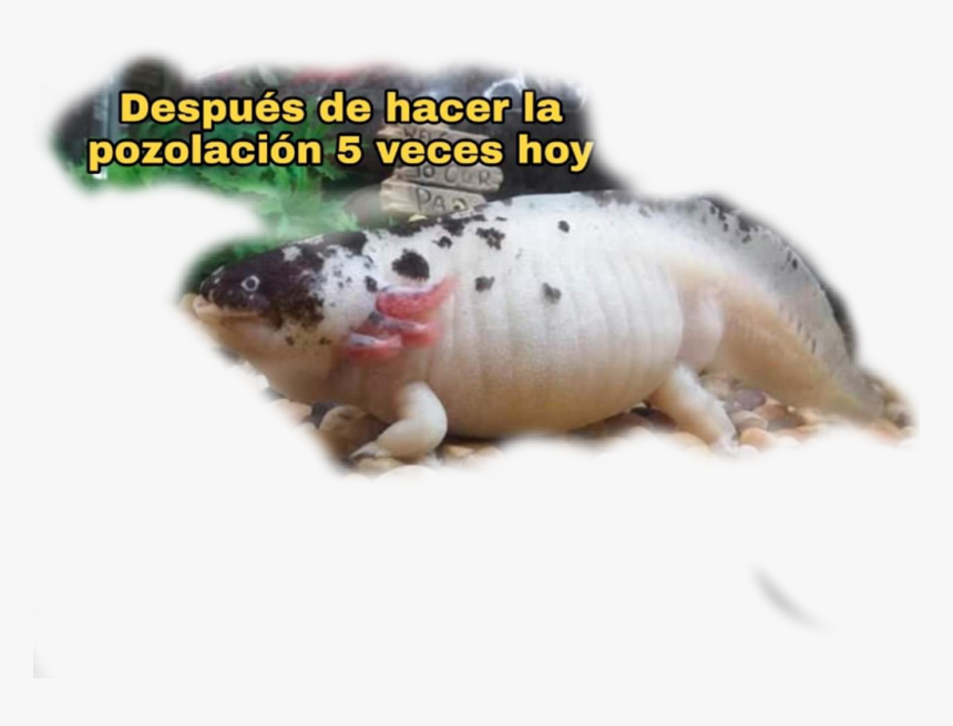 #fat #axolotl - Smooth Newt, HD Png Download