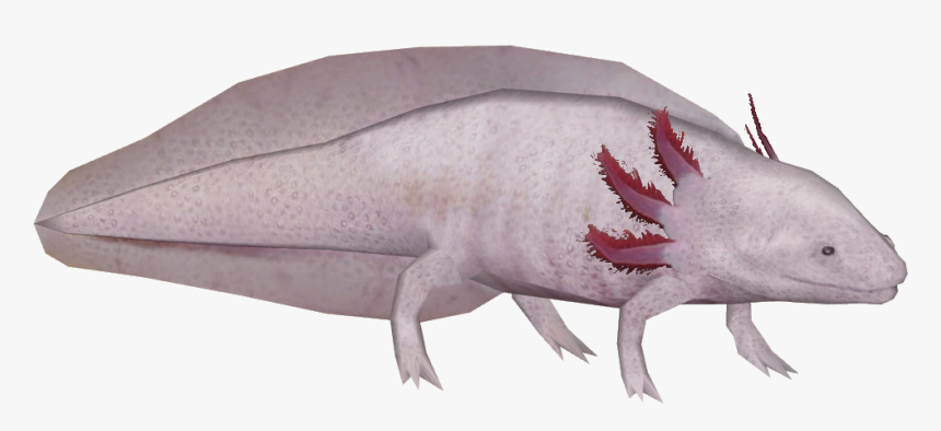 Wiki , Png Download - Axolotl Hd Transparent Bg, Png Download