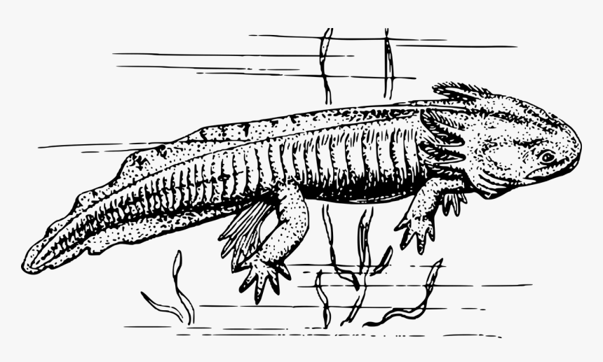 Imagenes Del Ajolote En Blanco Y Negro, HD Png Download