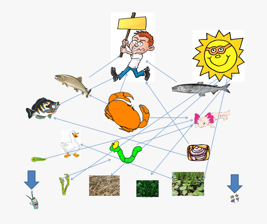 Food Web Of The Axolotl, HD Png Download