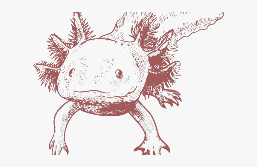 Axolotl Clipart Black And White - Axolotl Png, Transparent Png