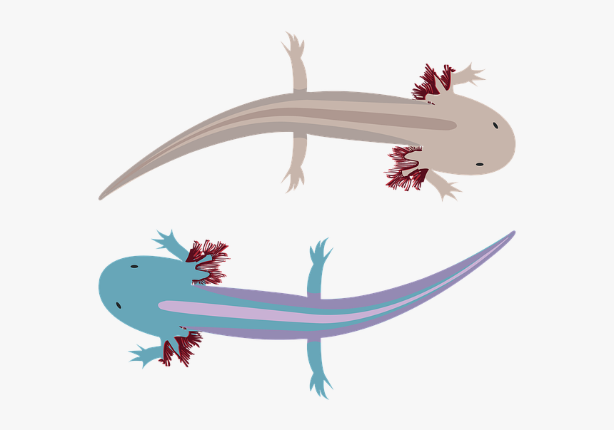 Axolote, Water, Xochimilco, Animals, Axolotl - Gecko, HD Png Download