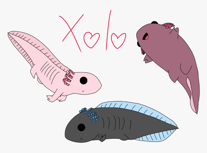 Axolotl Doodles - Illustration, HD Png Download