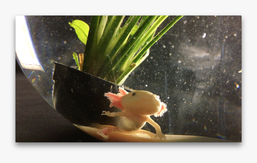 Aquarium, HD Png Download