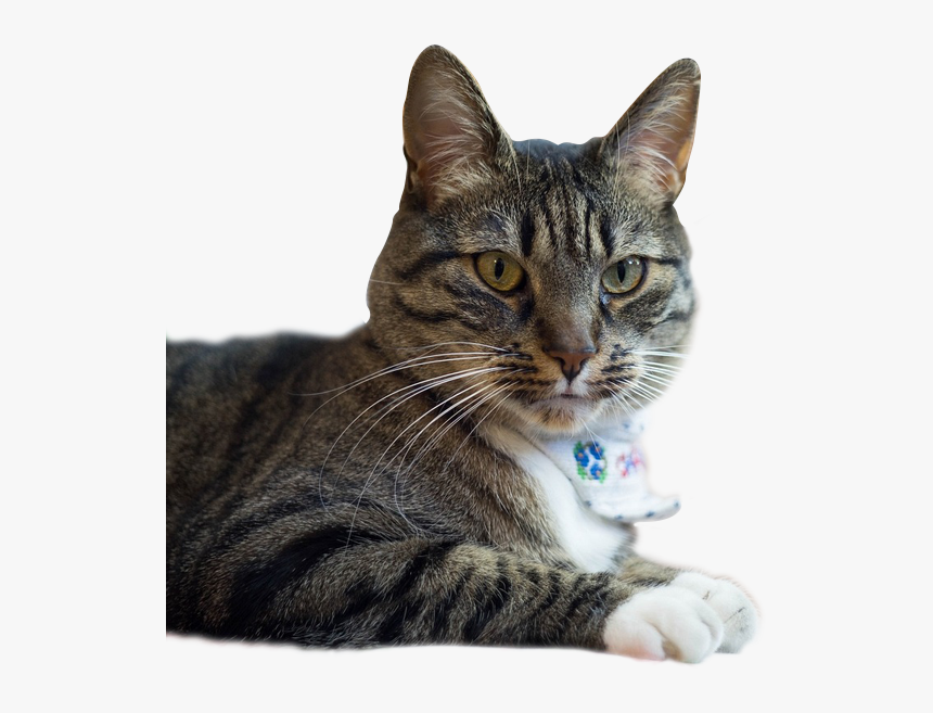Domestic Short-haired Cat, HD Png Download