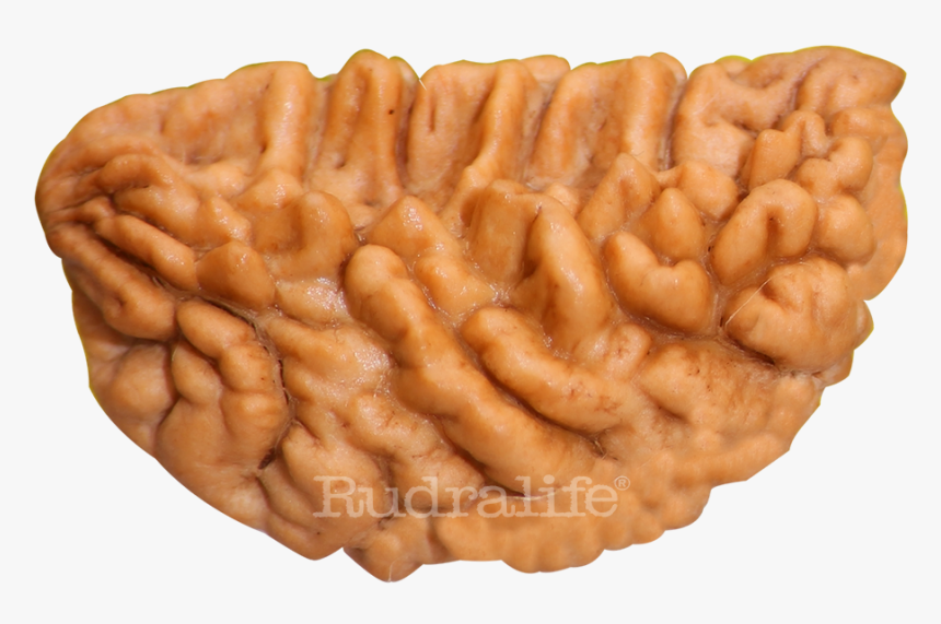 One Mukhi Rudraksha Rudraksha - 1 Mukhi Rudraksha Kaju, HD Png Download