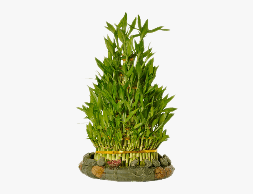 Lucky Bamboo Plant Png, Transparent Png