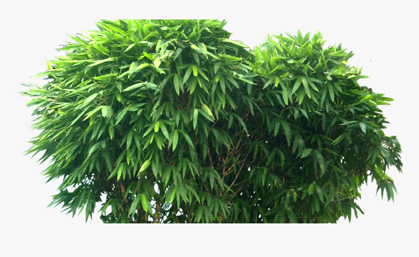 Bambusa Ventricosa Bonsai, HD Png Download