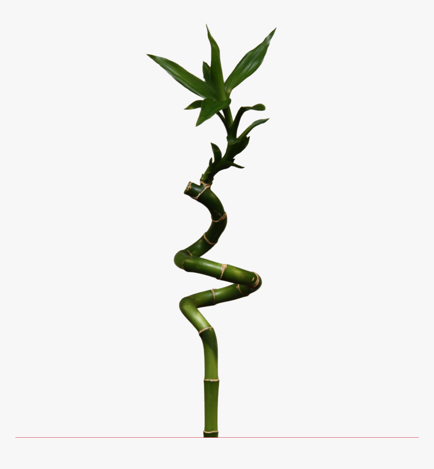 Bamboo Png - Lucky Bamboo, Transparent Png