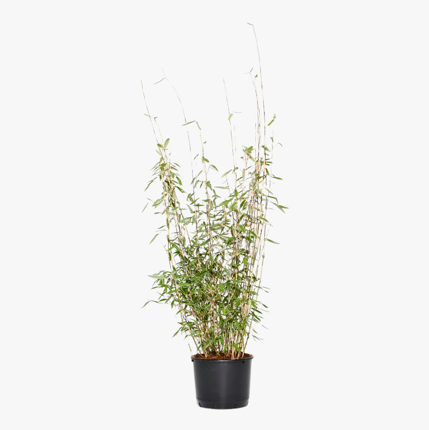 Houseplant, HD Png Download