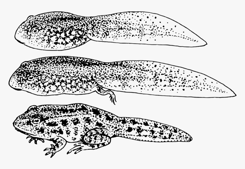 Tadpole, Frog, Toad, Baby, Tadpoles, Amphibian - Tadpole Larva Of Frog, HD Png Download