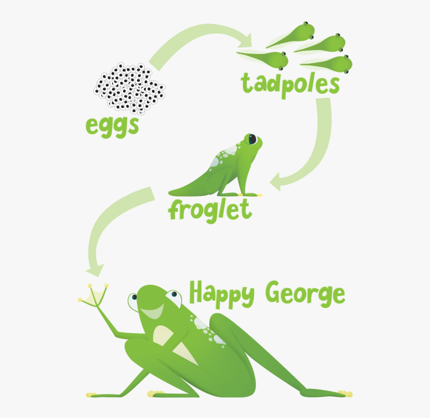 Transparent Tadpole With Legs Clipart - Frog, HD Png Download