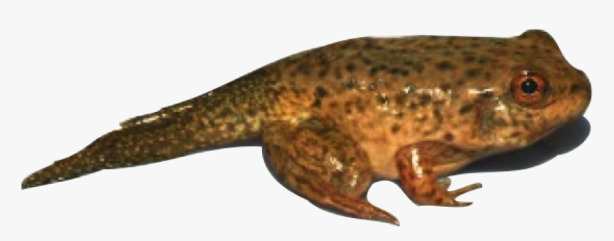 4th Stage Of A Frog, HD Png Download